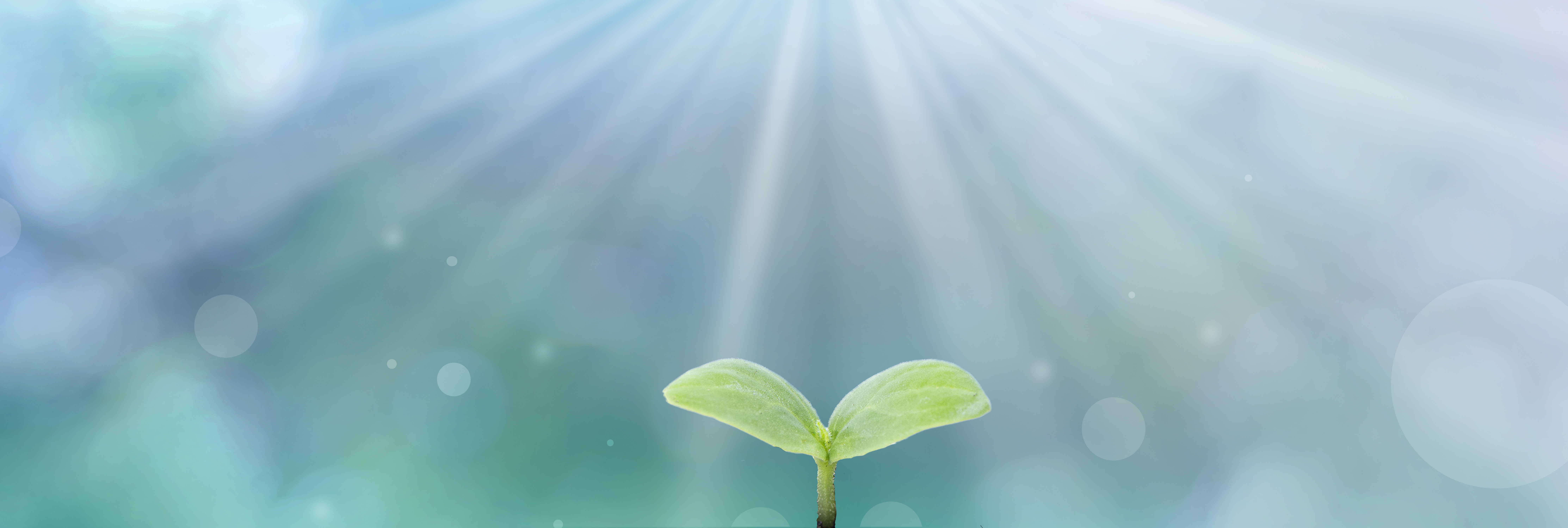 芽がでて成長する（未来への希望、次の世代が育つ、ポテンシャル、成長力、環境保全などのイメージ）