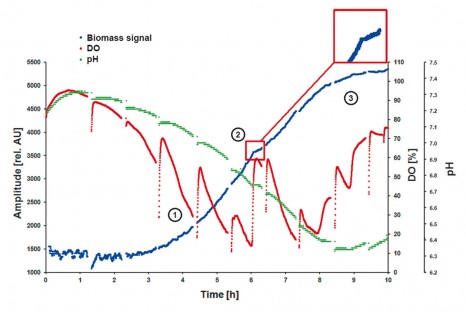 csm_APP_Biomass_O2_pH_in_E_coli_8dac782d1b